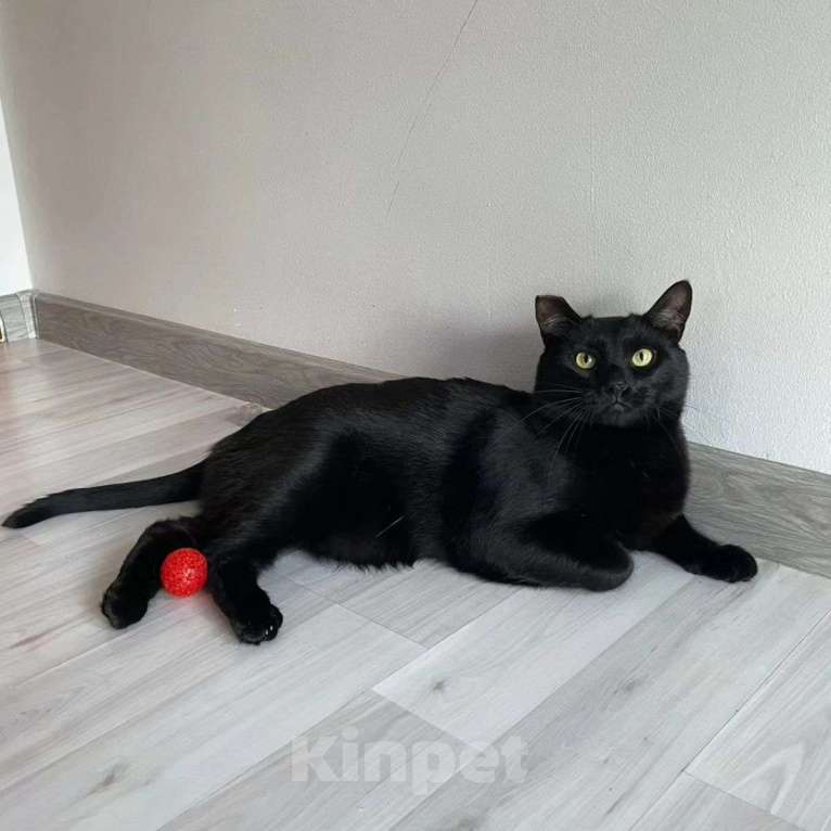 Кошки в Москве: Черный котик Томми Мальчик, Бесплатно - фото 4