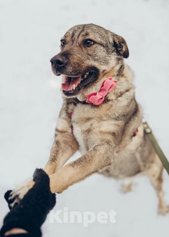 Собаки в Балашихе: Милая Маня очень ждёт свою маму Девочка, 100 руб. - фото 2