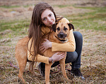 Собаки в Москве: Собака из приюта в добрые руки! Девочка, Бесплатно - фото 7