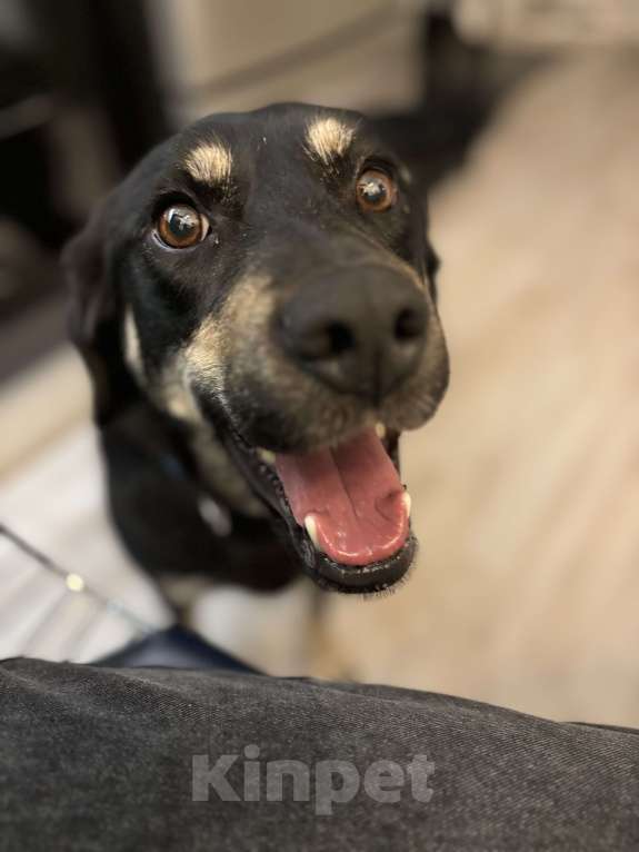 Собаки в Павловском Посаде: Идеальная собака в добрые руки Девочка, Бесплатно - фото 7