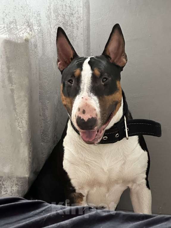 Собаки в Ростове-на-Дону: Бультерьер Мальчик, 15 000 руб. - фото 2