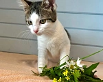 Кошки в Москве: Котёнок в добрые руки Девочка, Бесплатно - фото 4