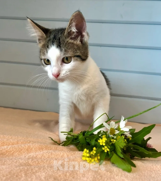 Кошки в Москве: Котёнок в добрые руки Девочка, Бесплатно - фото 4