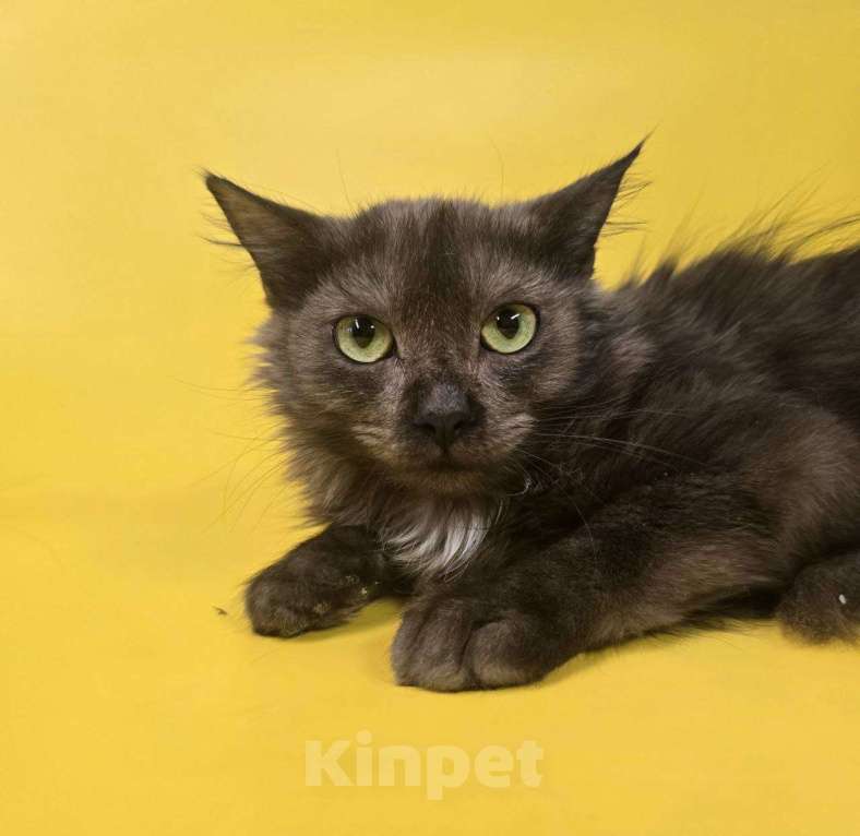 Кошки в Москве: Котик Юша ищет семью Мальчик, Бесплатно - фото 9