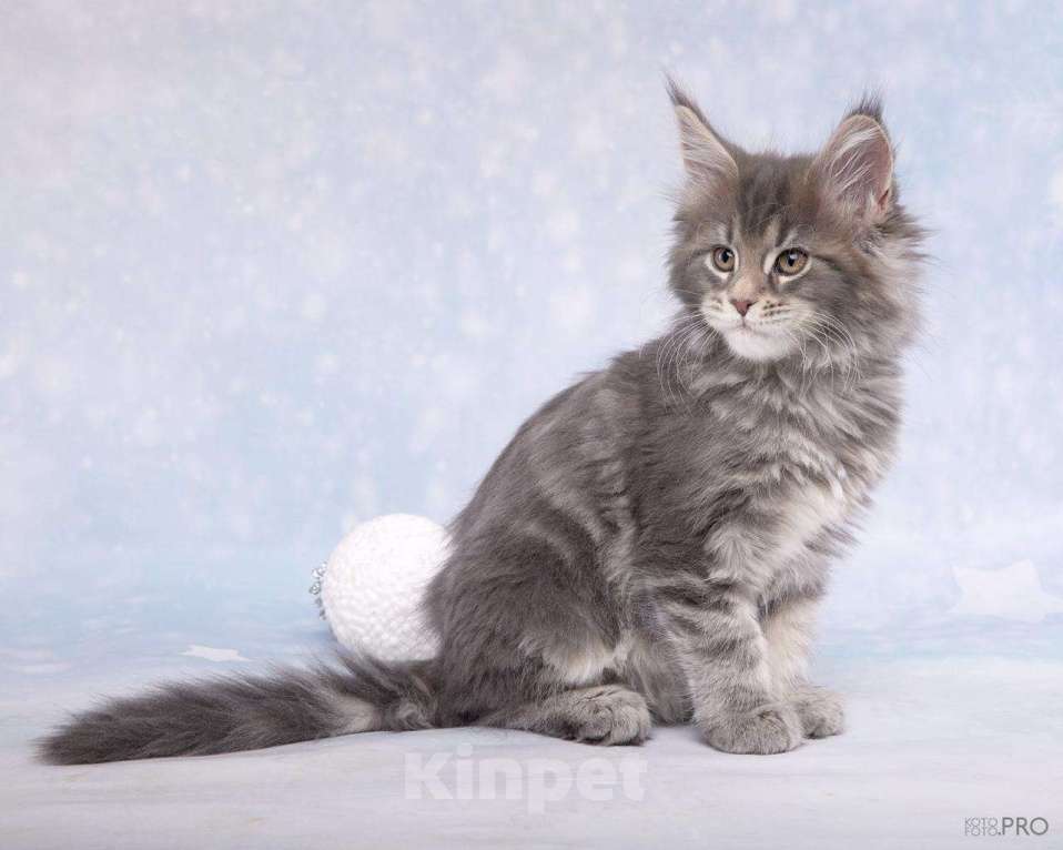 Кошки в Новосибирске: Кошечка  и кот породы Мейнкун  Девочка, 50 000 руб. - фото 10