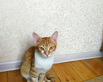 Кошки в Химках: Дом для Рыжика Мальчик, 1 руб. - фото 1
