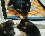 Собаки в Москве: Щенки Немецкой Овчарки Мальчик, 10 000 руб. - фото 1