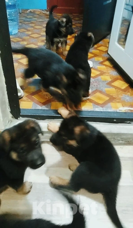 Собаки в Москве: Щенки Немецкой Овчарки Мальчик, 10 000 руб. - фото 1