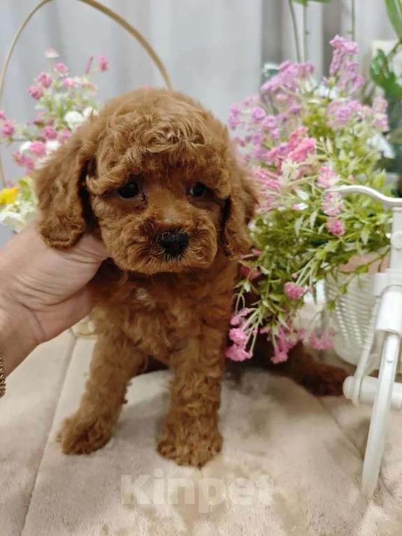 Собаки в Твери: Щенки пуделя. Разнополые, 60 000 руб. - фото 7