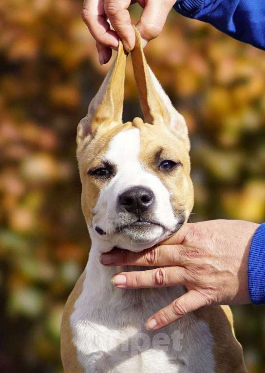 Собаки в Оренбурге: Щенки Амстаффа РКФ Мальчик, Бесплатно - фото 1