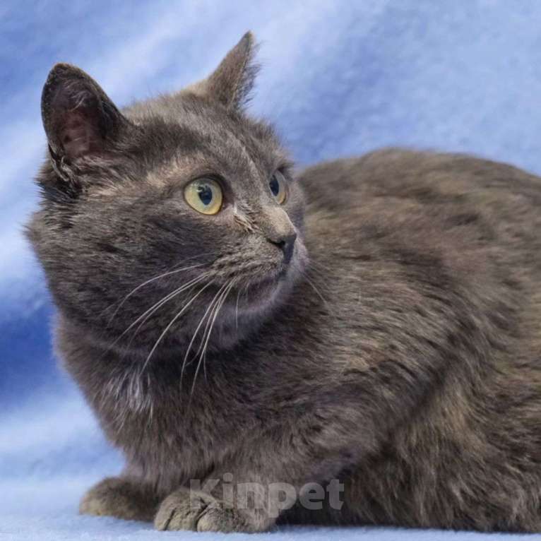 Кошки в Москве: Лечебная кошечка Девочка, Бесплатно - фото 3