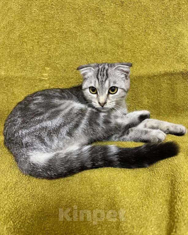 Кошки в Москве: Вислоухий котенок в добрые руки  Девочка, Бесплатно - фото 2