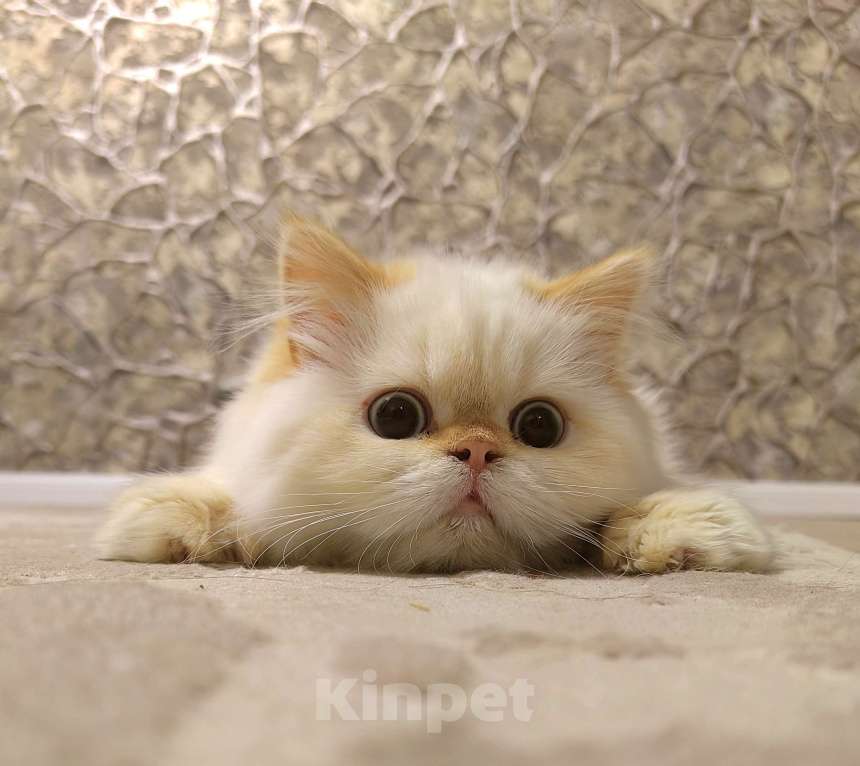 Кошки в Кисловодске: Zephyr Мальчик, 60 000 руб. - фото 6