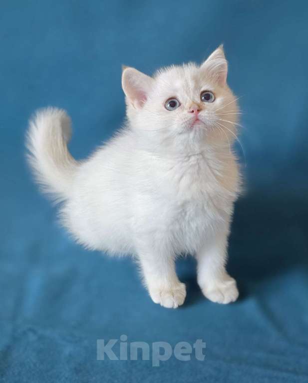 Кошки в Калуге: Raffaella SFS 71 ny 1233 Девочка, Бесплатно - фото 1