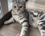 Кошки в Уфе: Продам шотландского котенка Девочка, 8 000 руб. - фото 4