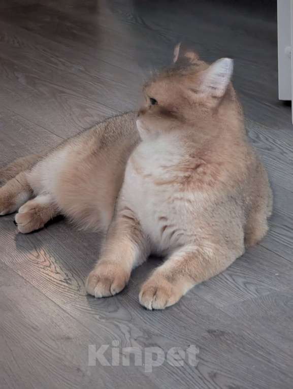 Кошки в Подольске: Кот для Вязки Мальчик, 6 000 руб. - фото 3