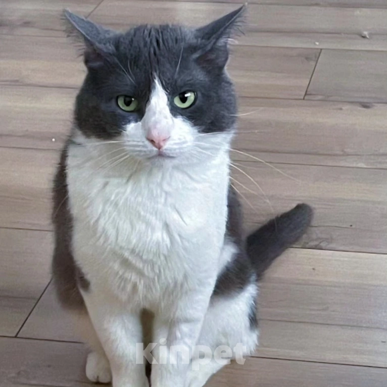 Кошки в Москве: Котика Сахарка хотели усыпить 🆘️ Срочный поиск дома  Мальчик, Бесплатно - фото 5