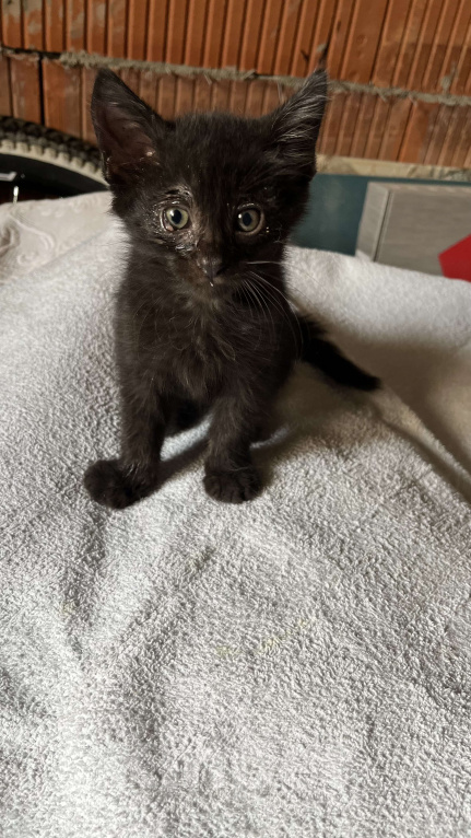 Кошки в Сочи: Черный котёнок в добрые руки Мальчик, Бесплатно - фото 2