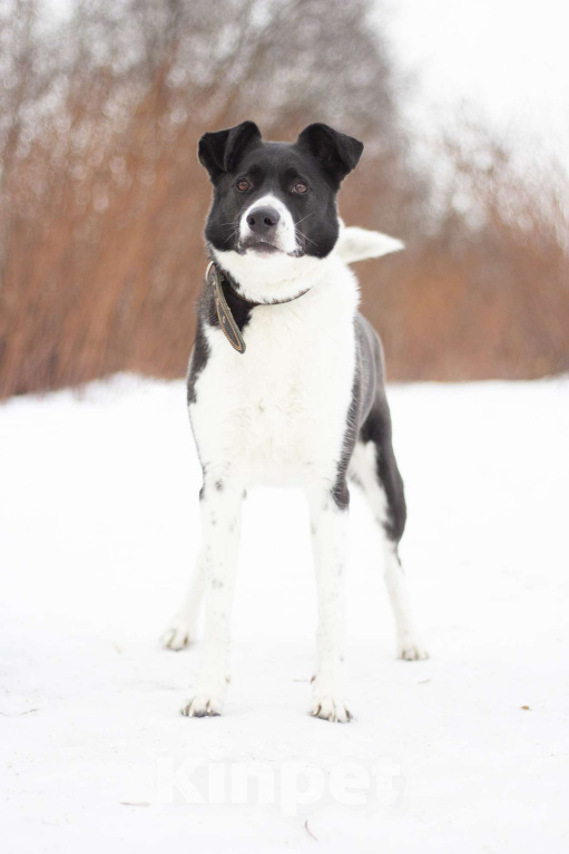 Собаки в Москве: Настоящий друг и компаньон Акира в поисках семьи Девочка, Бесплатно - фото 4
