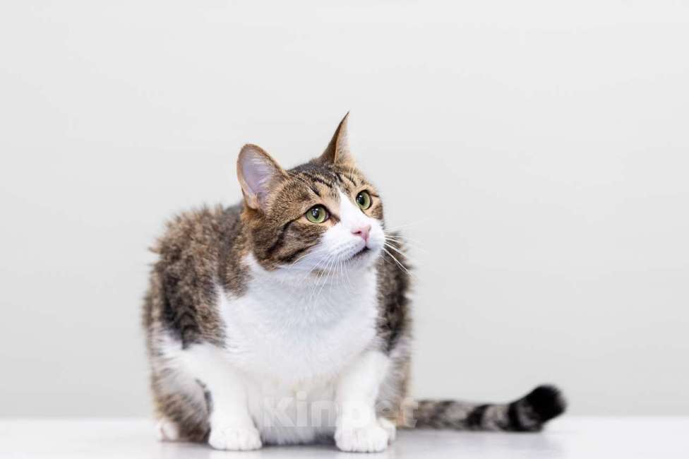 Кошки в Москве: Кот Плутон в добрые руки Мальчик, Бесплатно - фото 3