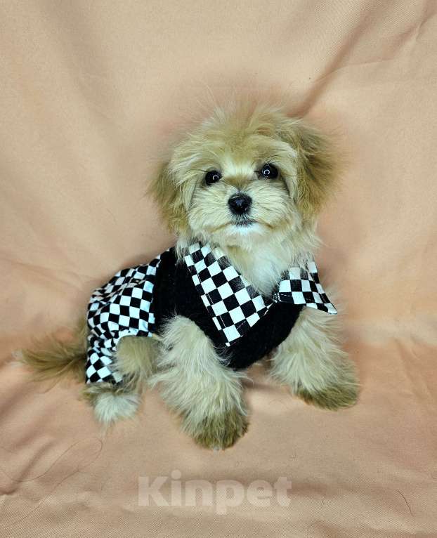 Собаки в Москве: Мальтипу девочка щенок Девочка, 80 000 руб. - фото 1