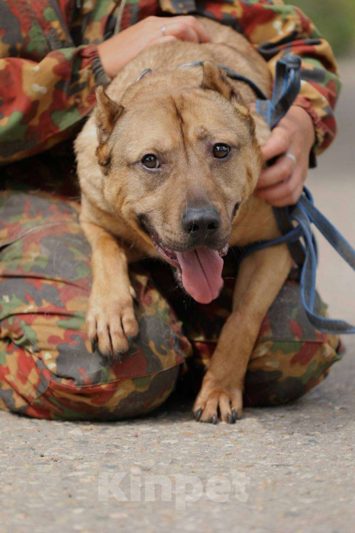 Собаки в Москве: Грей ищет семью, 3.5 года,Привит, Кастрирован  Мальчик, Бесплатно - фото 5