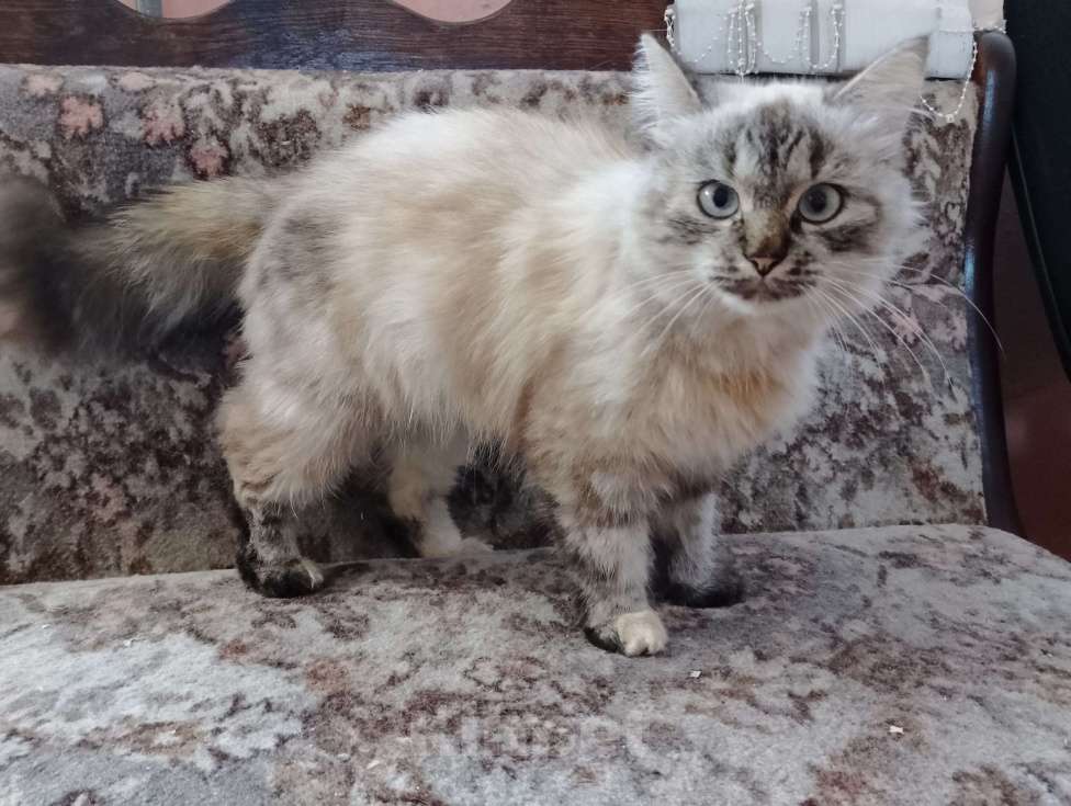 Кошки в Щелково: Маруся ищет дом Девочка, Бесплатно - фото 2