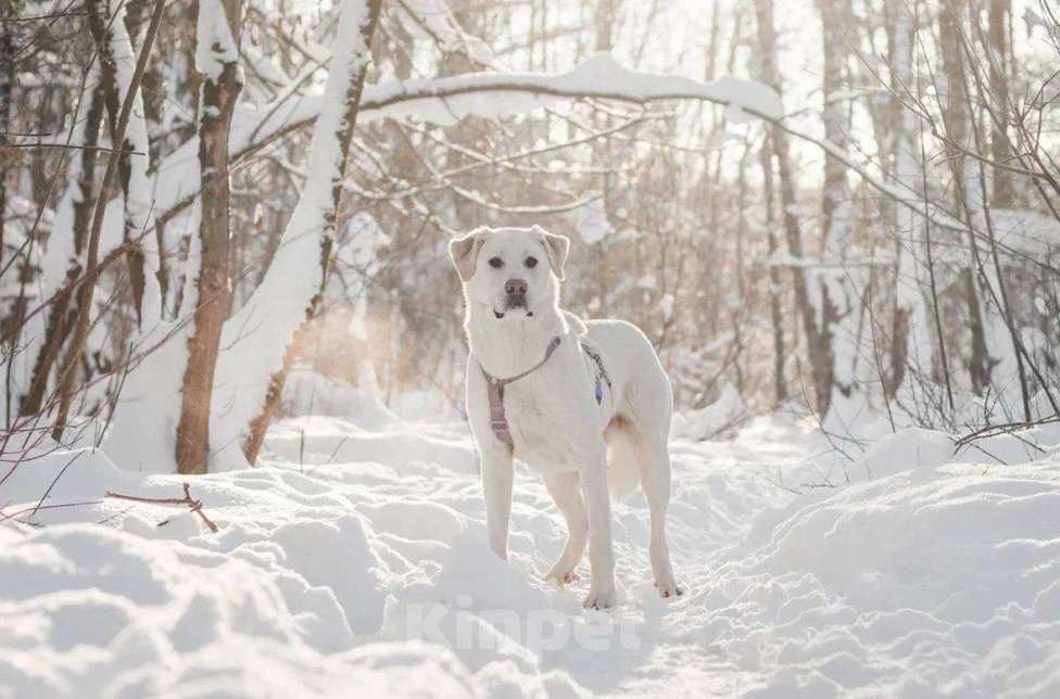 Собаки в Москве: Сахарок ищет дом Мальчик, Бесплатно - фото 4