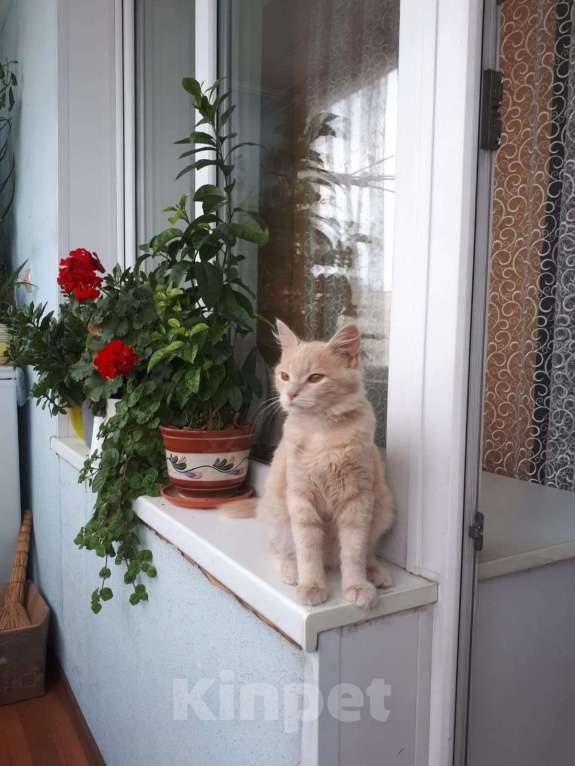 Кошки в Пушкино: Отдам Девочка, Бесплатно - фото 1