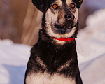 Собаки в других городах Московской области: Миниатюрная и очень милая собачка хочет домой Девочка, Бесплатно - фото 5
