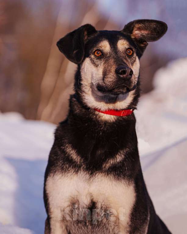 Собаки в других городах Московской области: Миниатюрная и очень милая собачка хочет домой Девочка, Бесплатно - фото 5
