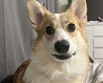Собаки в Москве: Отдам девочку корги в самые добрые руки Девочка, Бесплатно - фото 4
