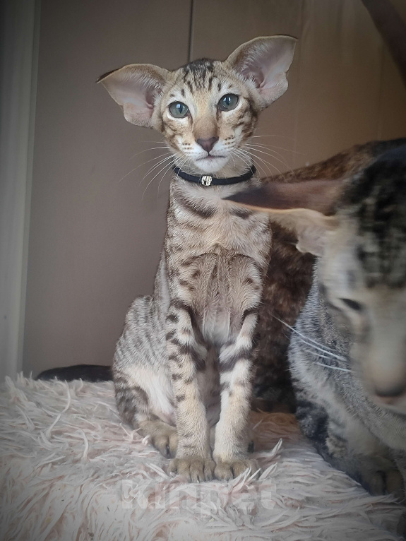 Кошки в Санкт-Петербурге: Ориентальная кошечка Девочка, Бесплатно - фото 7