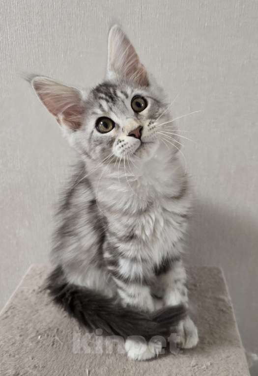 Кошки в Москве: Котята мейн-кун Девочка, 35 000 руб. - фото 1