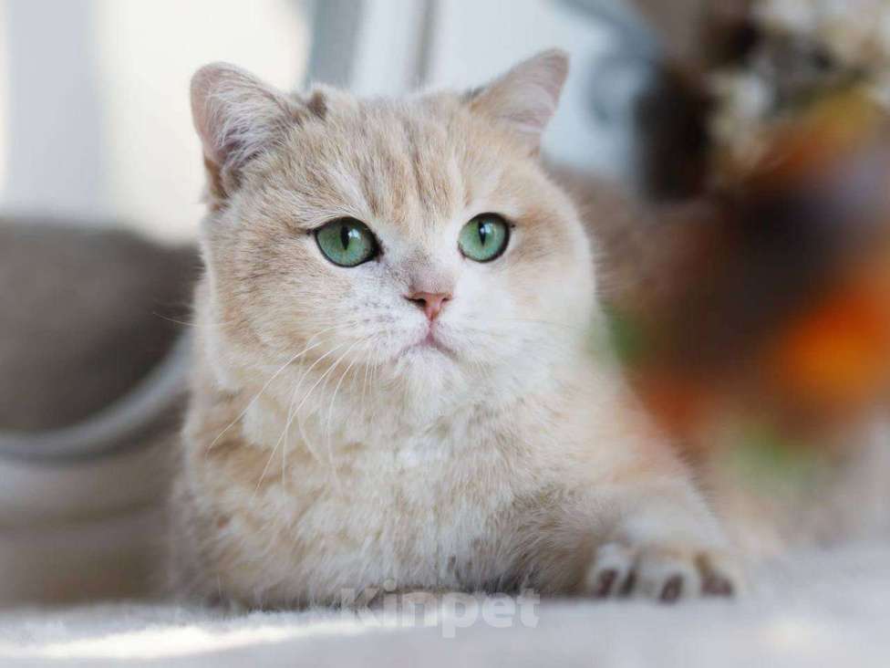 Кошки в Москве: Британская кошка для разведения Девочка, 100 000 руб. - фото 2