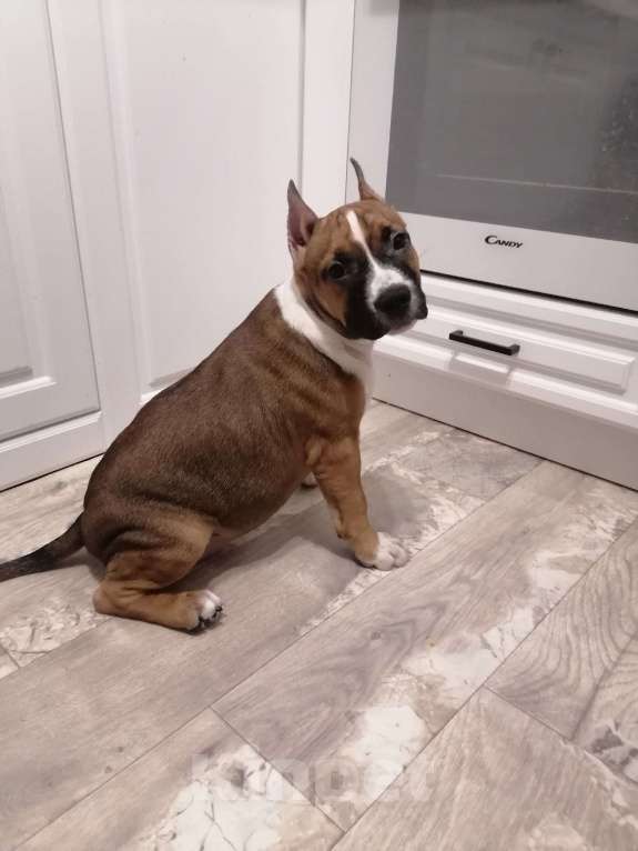 Собаки в Москве: Шикарная малышка амстаффа Девочка, 55 000 руб. - фото 5