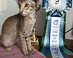Кошки в Балашихе: Ориентальный котенок Дизель Мальчик, 80 000 руб. - фото 6