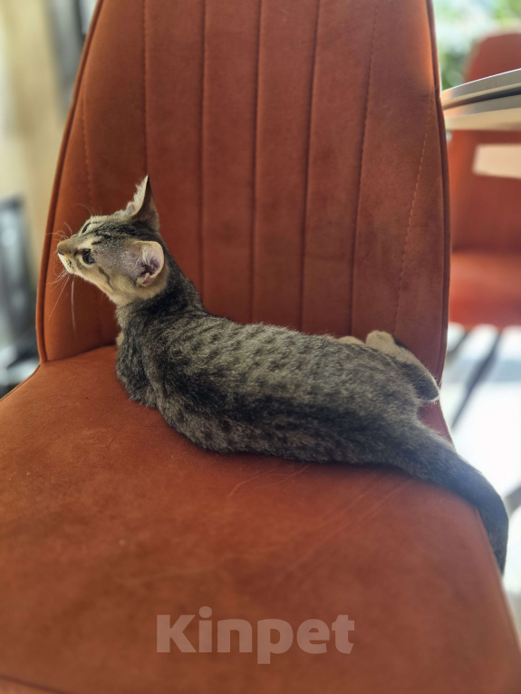 Кошки в Москве: Котенок Тимоша Мальчик, Бесплатно - фото 2