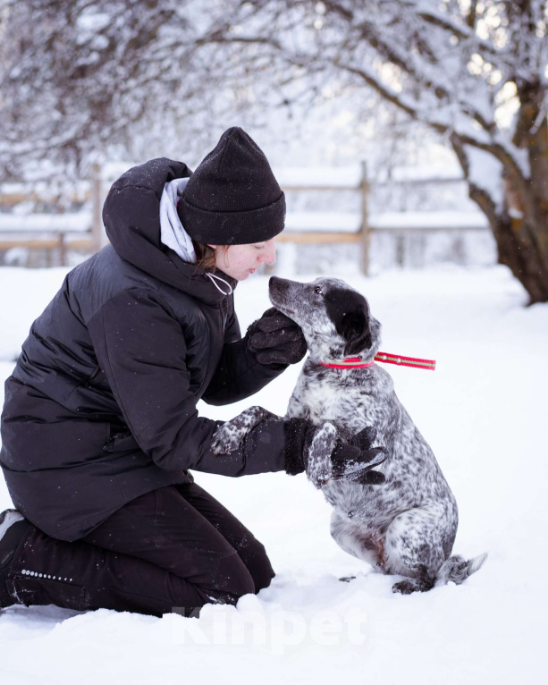 Собаки в Москве: Метис в добрые руки! Девочка, Бесплатно - фото 5