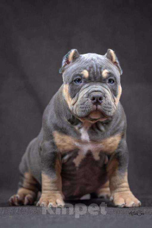 Собаки в других городах Московской области: Щенки американский булли  Мальчик, Бесплатно - фото 2