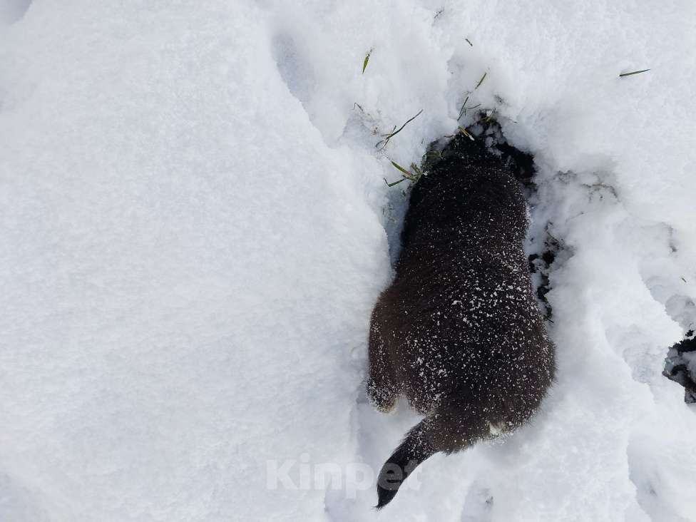 Собаки в других городах Ленинградской области: Пушистый красотун Мальчик, Бесплатно - фото 2