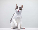 Кошки в Москве: котенок Захар Мальчик, Бесплатно - фото 3
