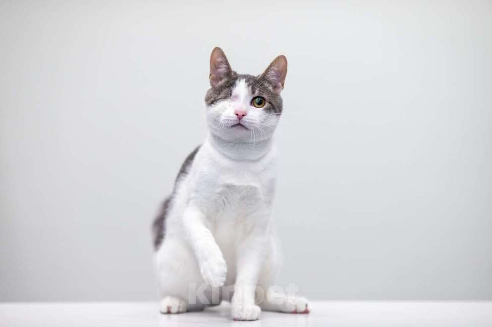 Кошки в Москве: котенок Захар Мальчик, Бесплатно - фото 3