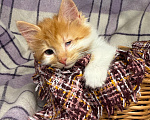 Кошки в Сосновом Бору: Котенок Винни Мальчик, Бесплатно - фото 2