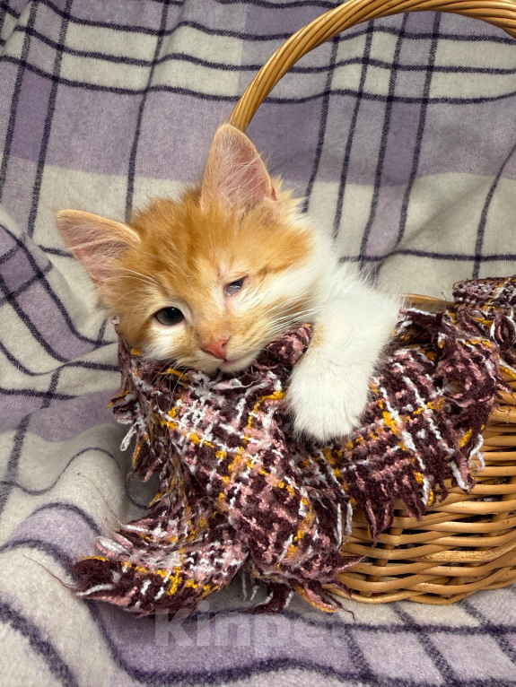 Кошки в Сосновом Бору: Котенок Винни Мальчик, Бесплатно - фото 2