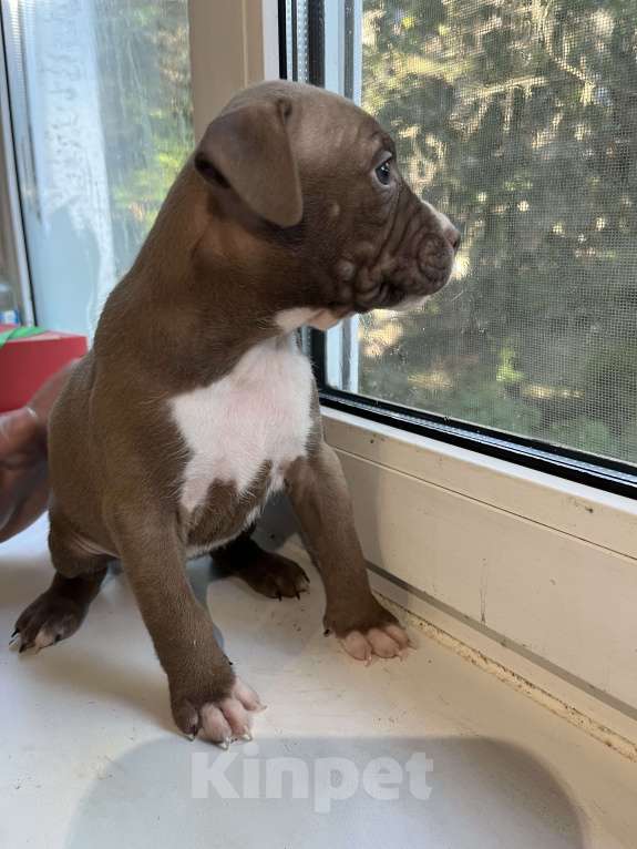 Собаки в Санкт-Петербурге: Продаем Девочка, 29 000 руб. - фото 4