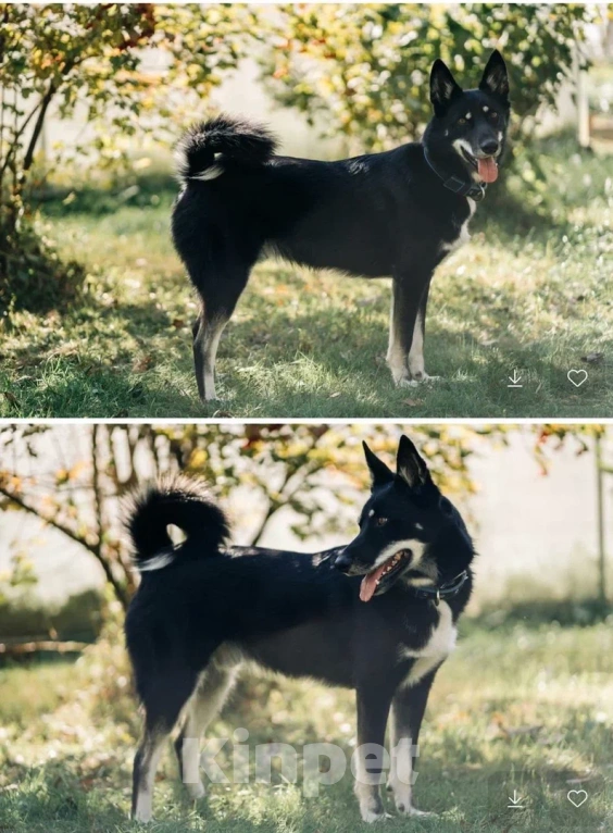 Собаки в других городах Московской области: Джек якутенок Мальчик, Бесплатно - фото 7