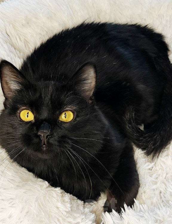 Кошки в Долгопрудном: Красотка Мишель ждёт своего человека Девочка, Бесплатно - фото 7