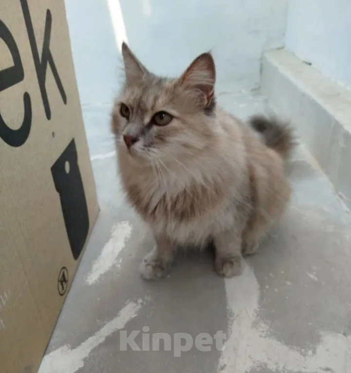 Кошки в Волгограде: Ищем дом для ласковой кошечки, ей около 6 лет. Девочка, Бесплатно - фото 3
