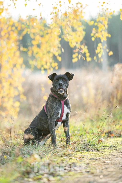 Собаки в Москве: Добрячка Кора Девочка, Бесплатно - фото 3